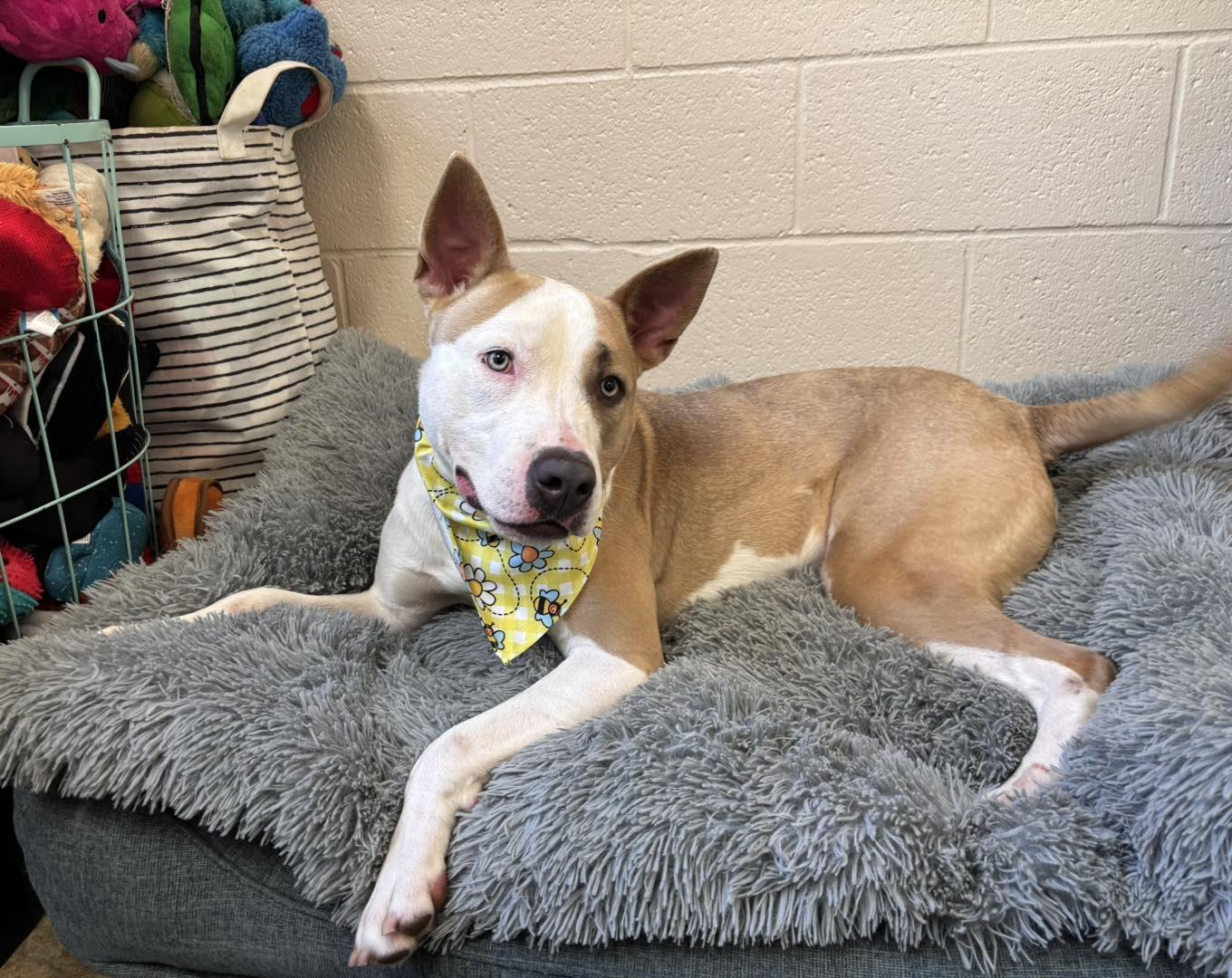 Corduroy, a Adoptable mixed breed in Collierville, TN image 3/6