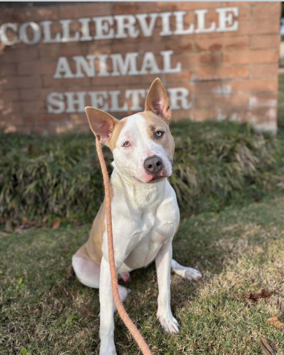 Corduroy, a Adoptable mixed breed in Collierville, TN image 2/6
