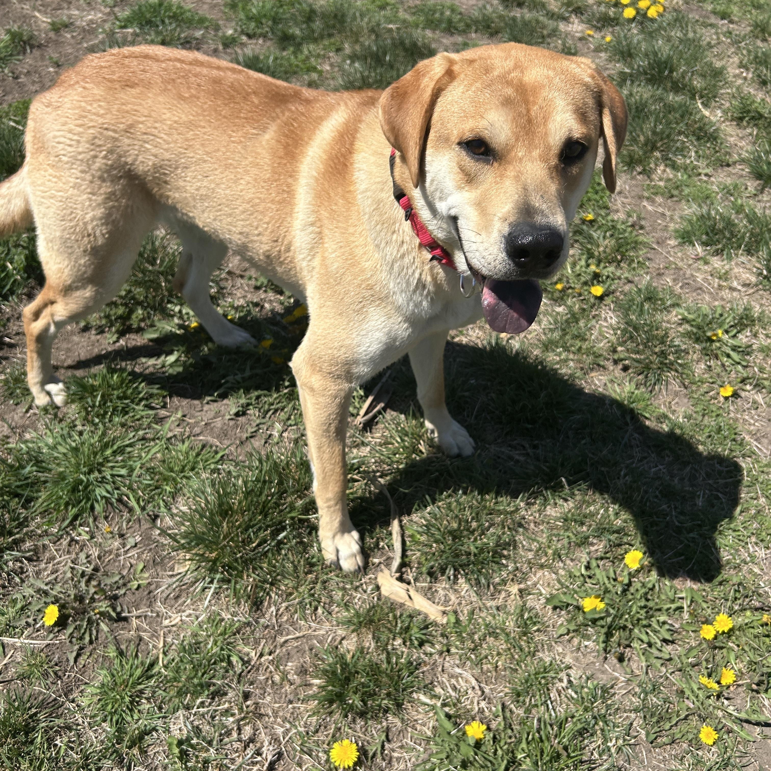 Peaches, an adopted mixed breed in Seward, NE image 2/3