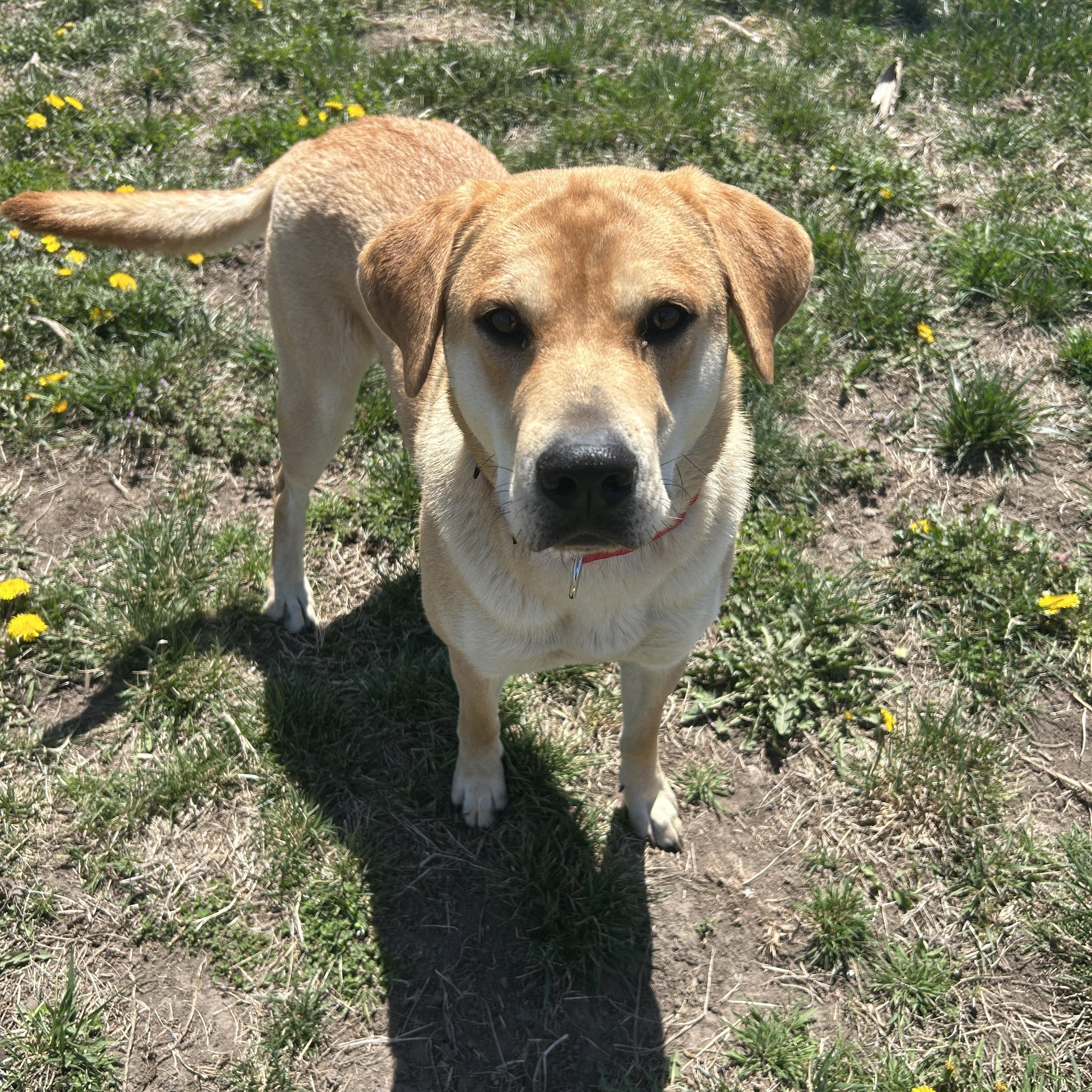 Peaches, an adopted mixed breed in Seward, NE image 3/3