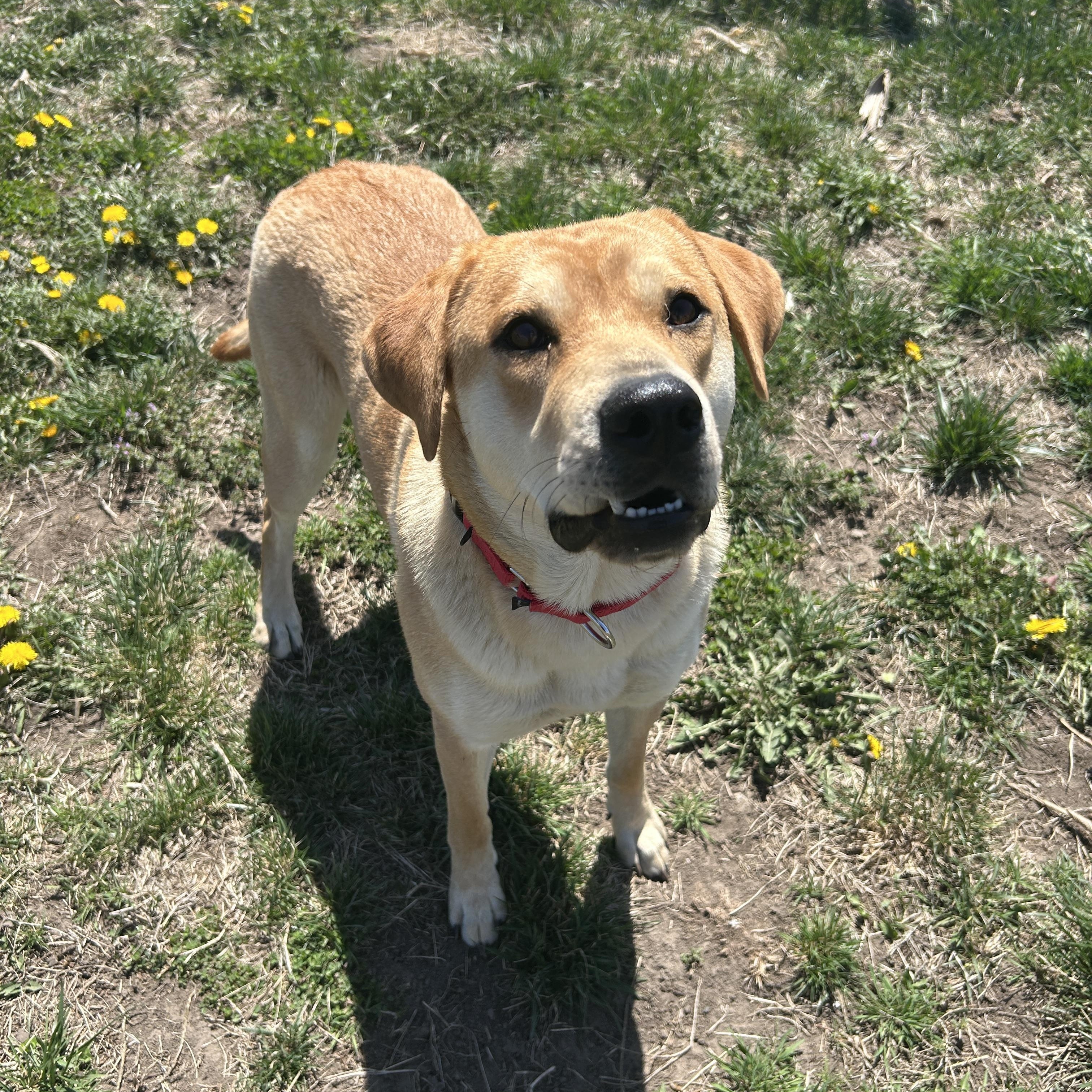 Peaches, adopted, Young Female German Shepherd Dog & Labrador Retriever.