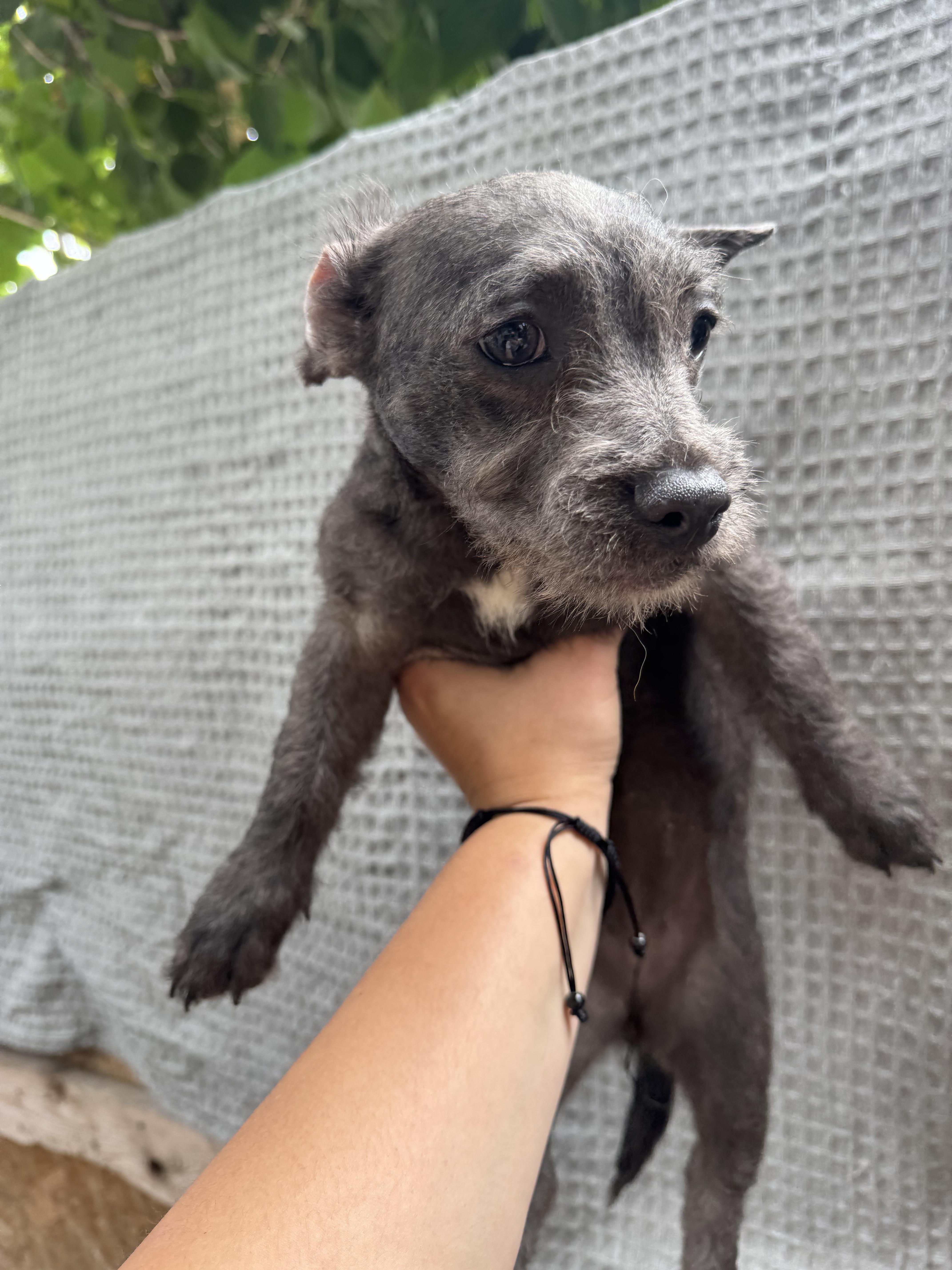 Nala, ADOPTABLE, Puppy Female Terrier & Poodle.