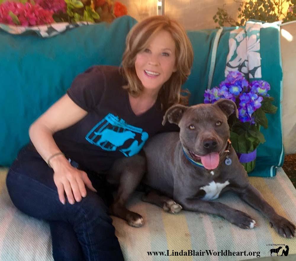 Enlarge Eva, a Adoptable mixed breed in Acton, CA image 1/6