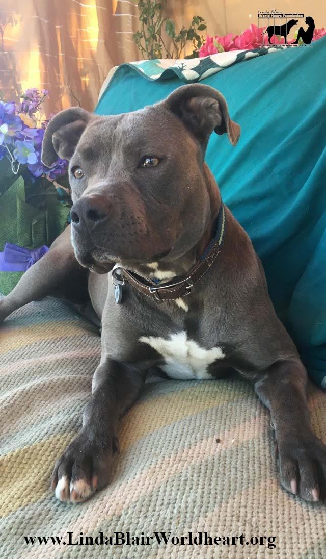 Enlarge Eva, a Adoptable mixed breed in Acton, CA image 3/6