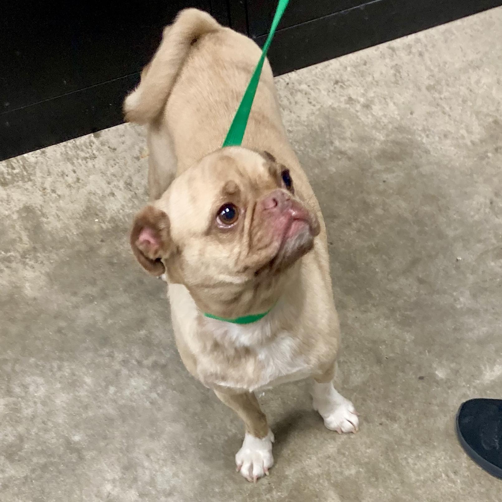 RAINBOW, an adopted Pug in Wilmington, OH image 2/3