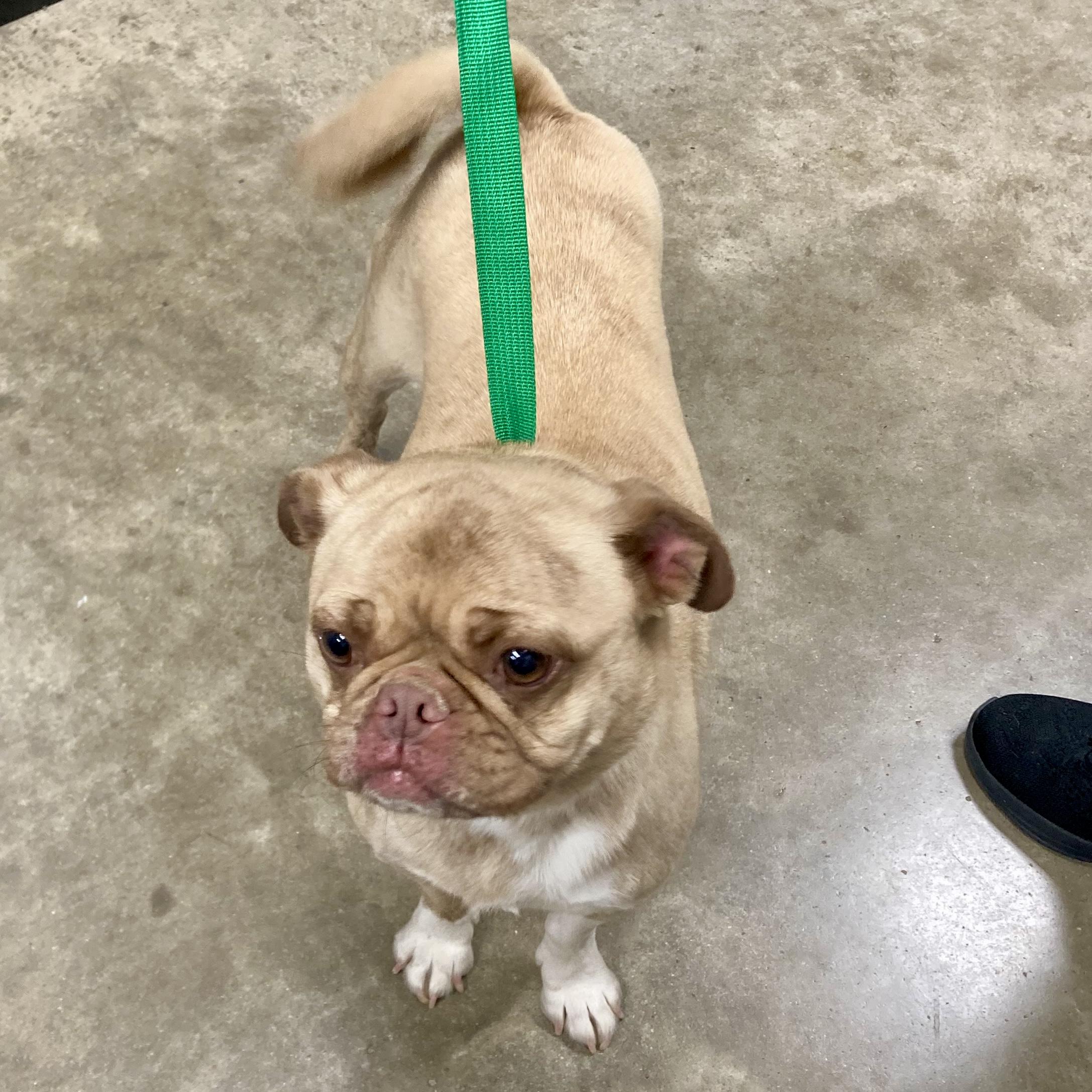 RAINBOW, an adopted Pug in Wilmington, OH image 3/3