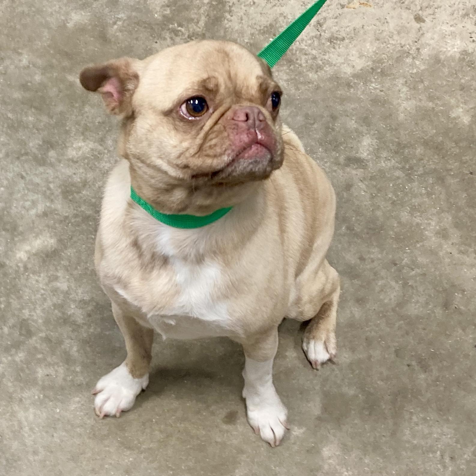 RAINBOW, ADOPTABLE, Adult Female Pug.