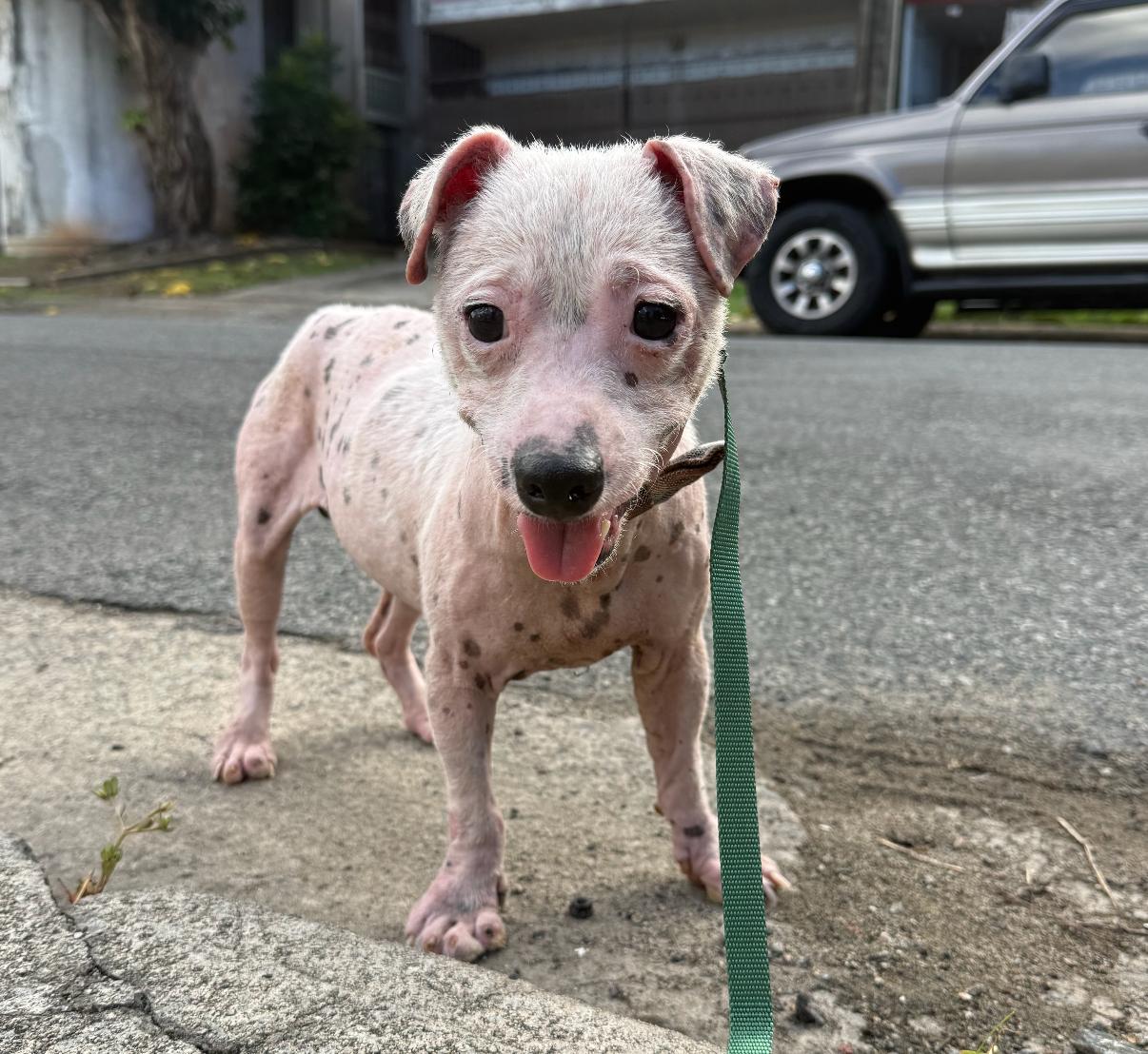 Chance - So Full of Hope, Adoptable, Young Male Chiweenie & Jack Russell Terrier.