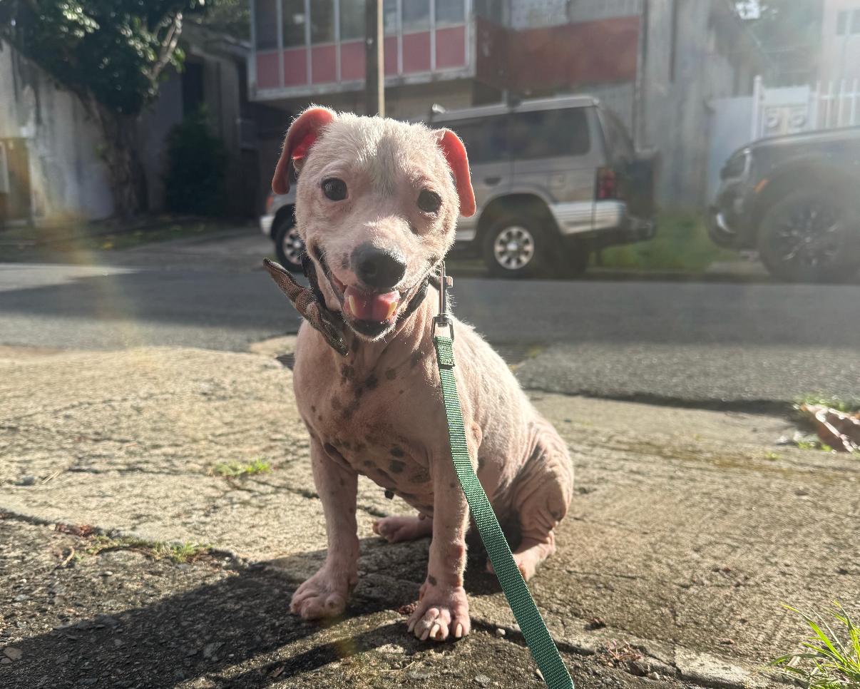 Enlarge Chance - So Full of Hope, a Adoptable mixed breed in NEWARK, NJ image 2/6