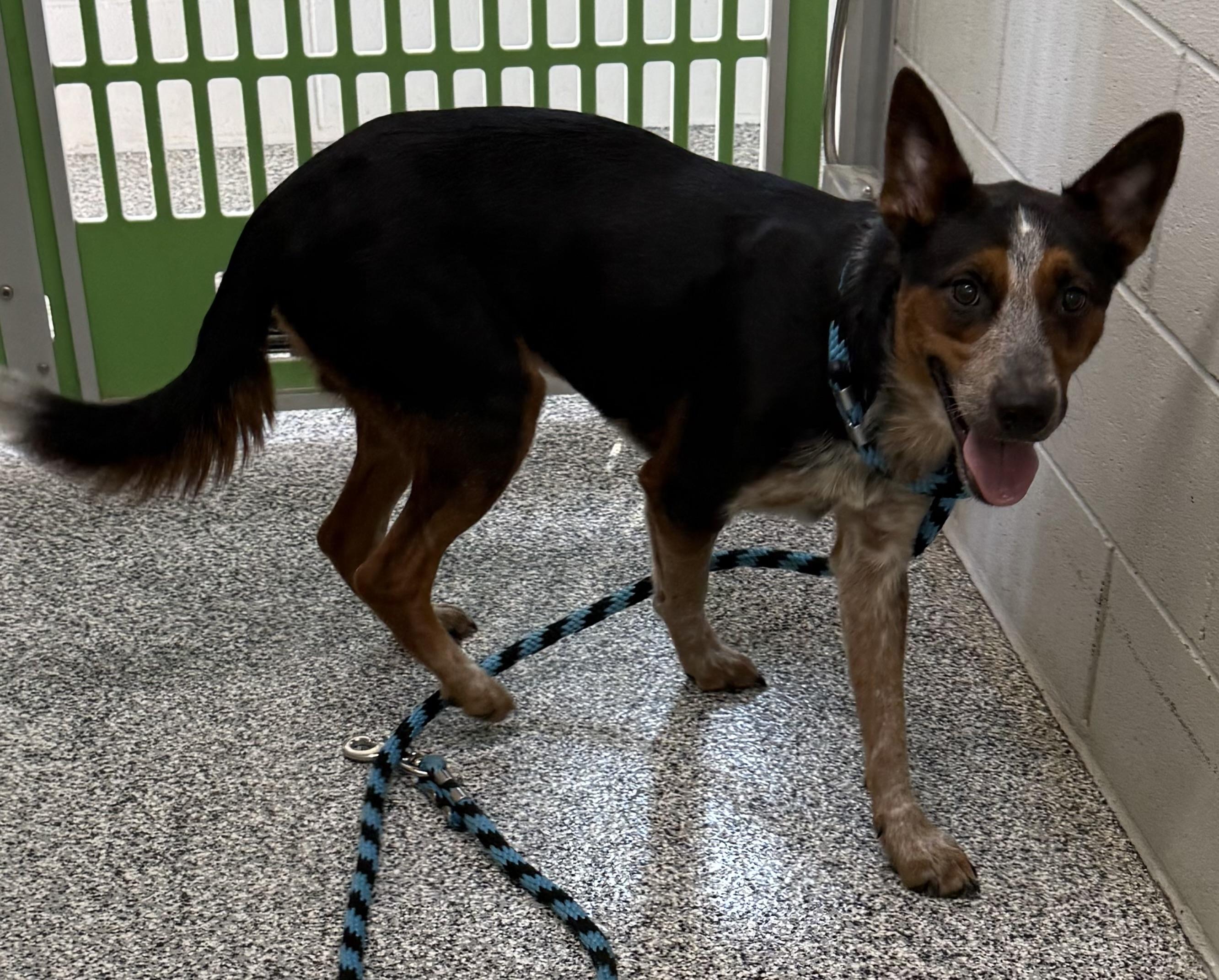 Enlarge Lenny 25-0038/K9, a Adoptable Australian Cattle Dog / Blue Heeler in Atlantic, IA image 1/6