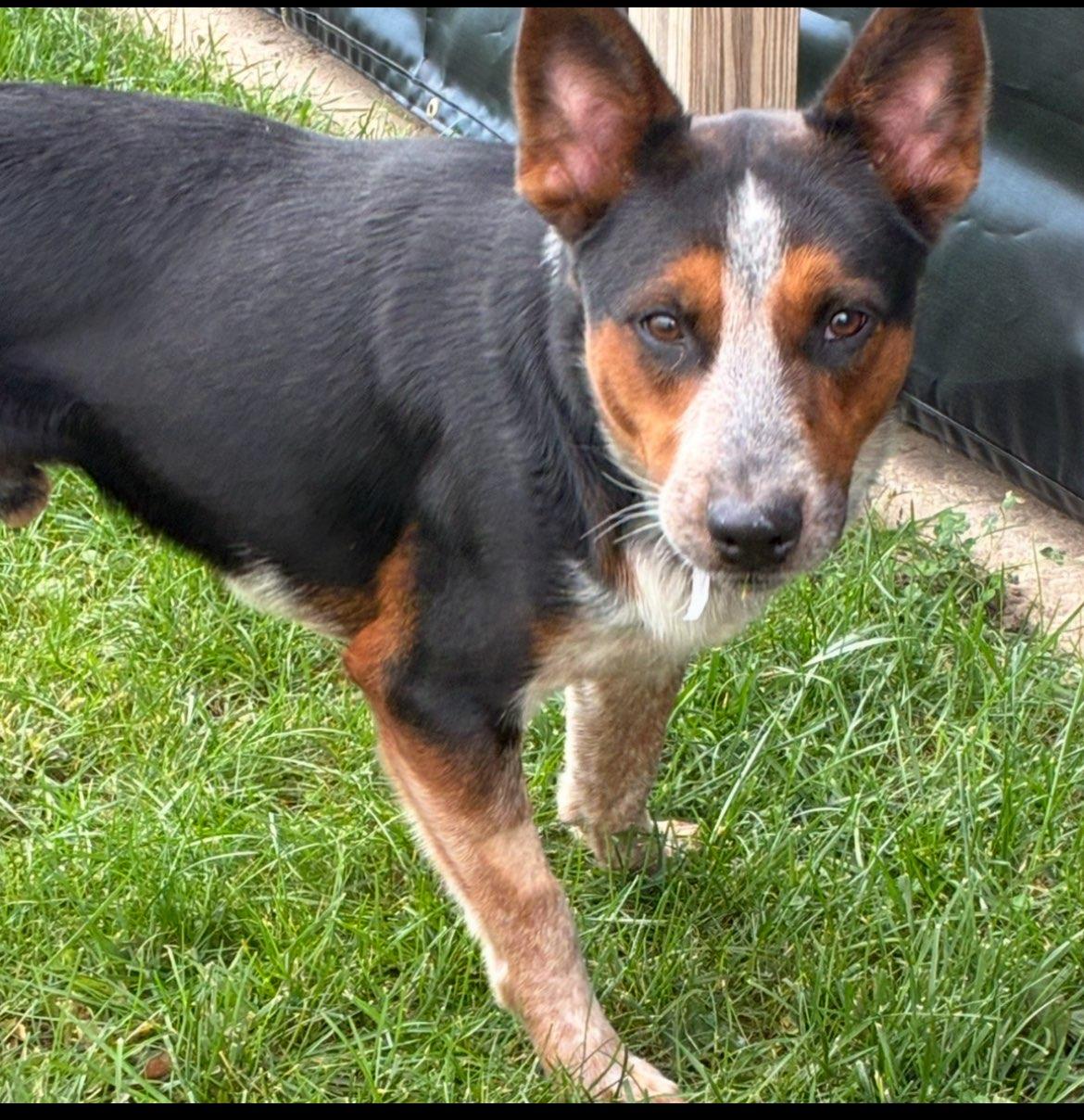 Enlarge Lenny 25-0038/K9, a Adoptable Australian Cattle Dog / Blue Heeler in Atlantic, IA image 2/6