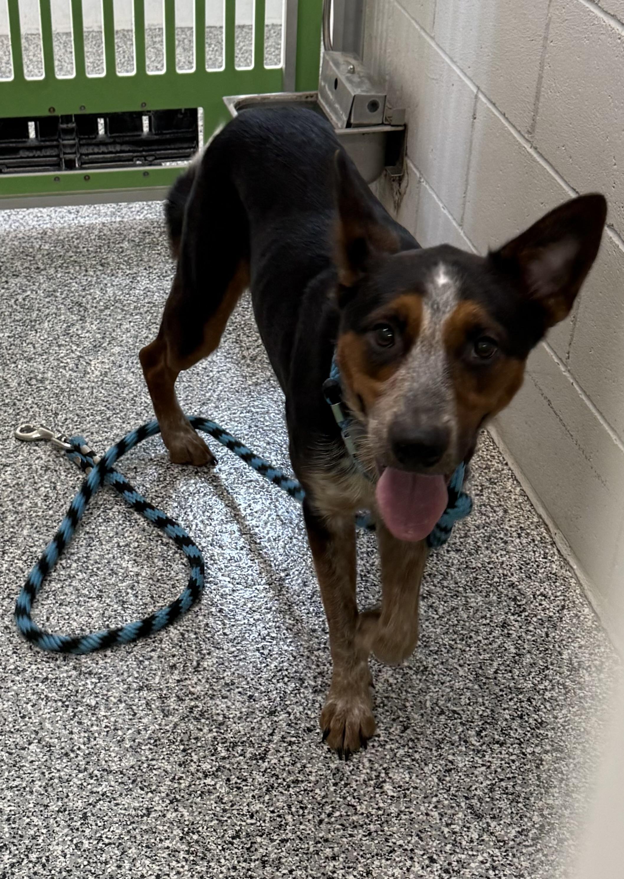 Enlarge Lenny 25-0038/K9, a Adoptable Australian Cattle Dog / Blue Heeler in Atlantic, IA image 3/6