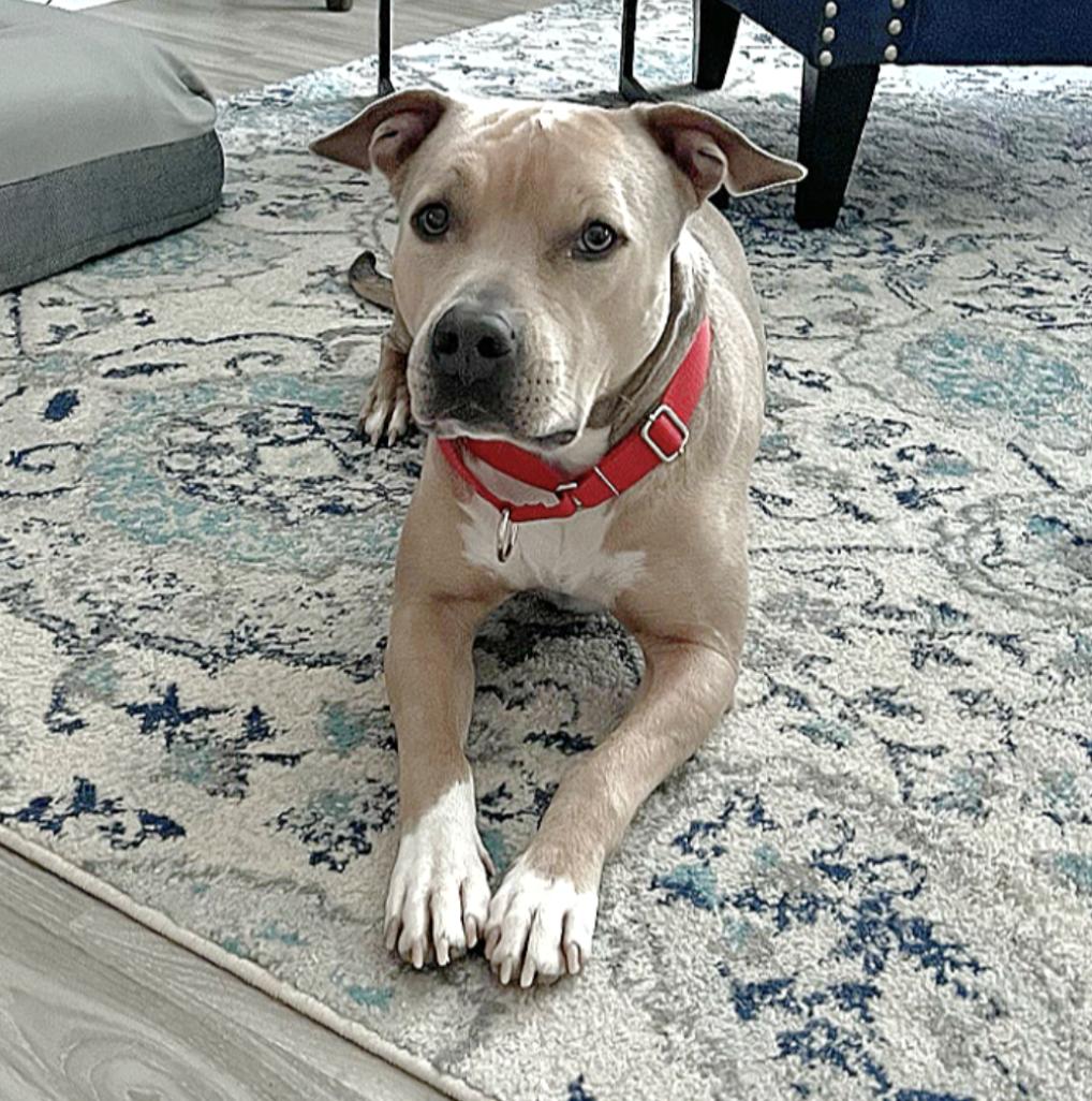 Enlarge Callum, a Adoptable mixed breed in Central Islip, NY image 5/6