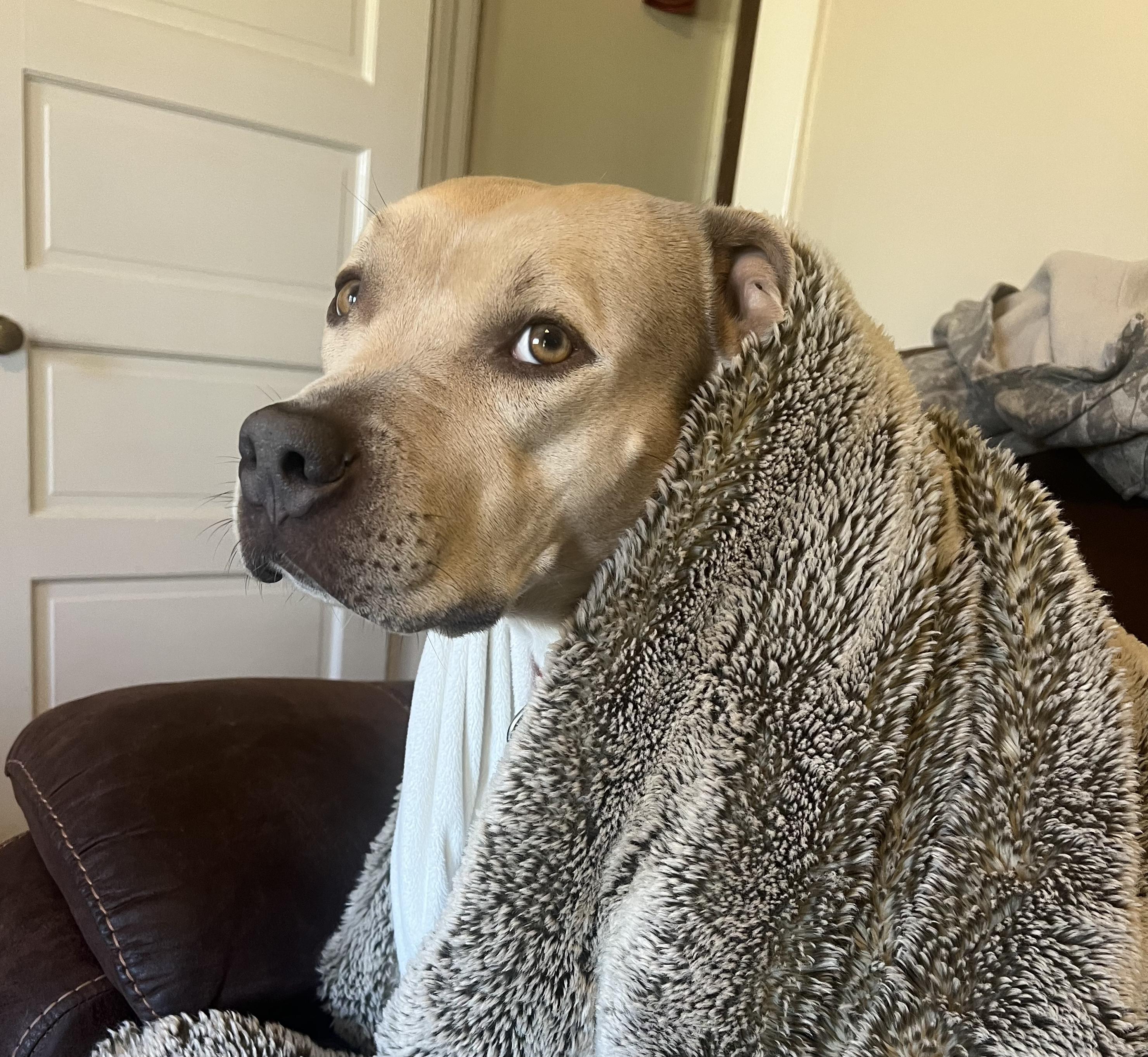 Enlarge Callum, a Adoptable mixed breed in Central Islip, NY image 1/6