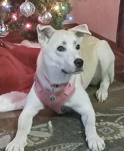 **BIBI**, Adopted, Young Female Shepherd & Husky.