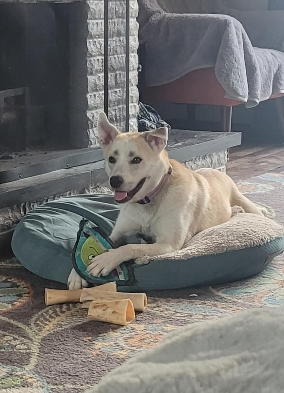 Enlarge **BIBI**, a Adopted mixed breed in North Prairie, WI image 2/3