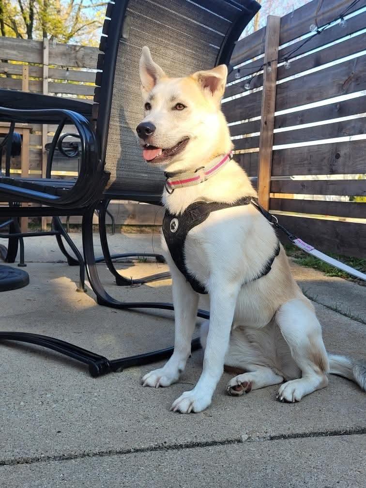 Enlarge **BIBI**, a Adopted mixed breed in North Prairie, WI image 3/3