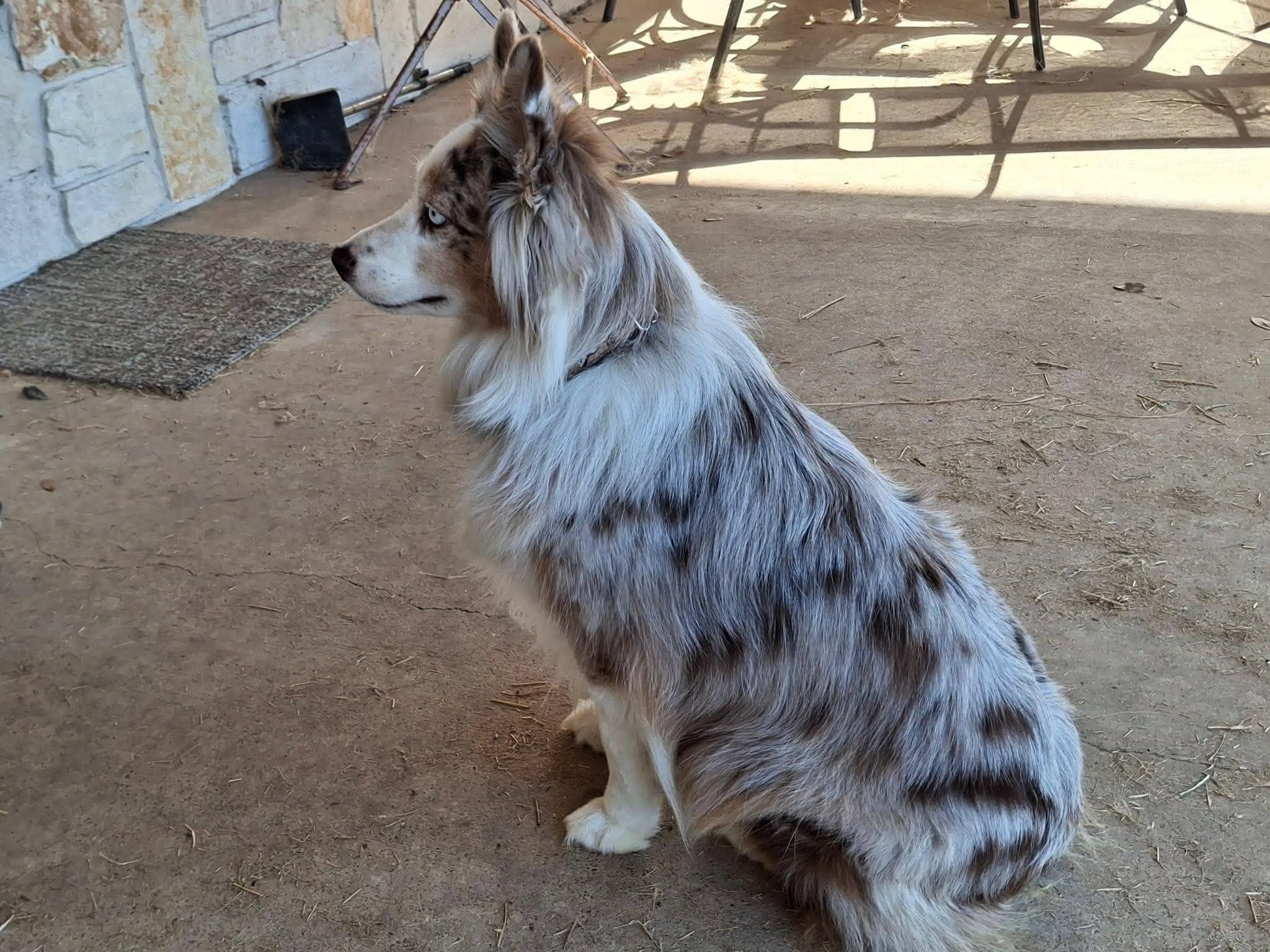 Enlarge Sailor, a Adoptable Australian Shepherd in Ridgefield Park, NJ image 2/5