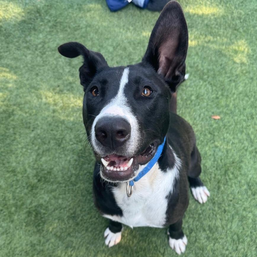 Lenny A2181864, Adoptable, Adult Male Pit Bull Terrier.