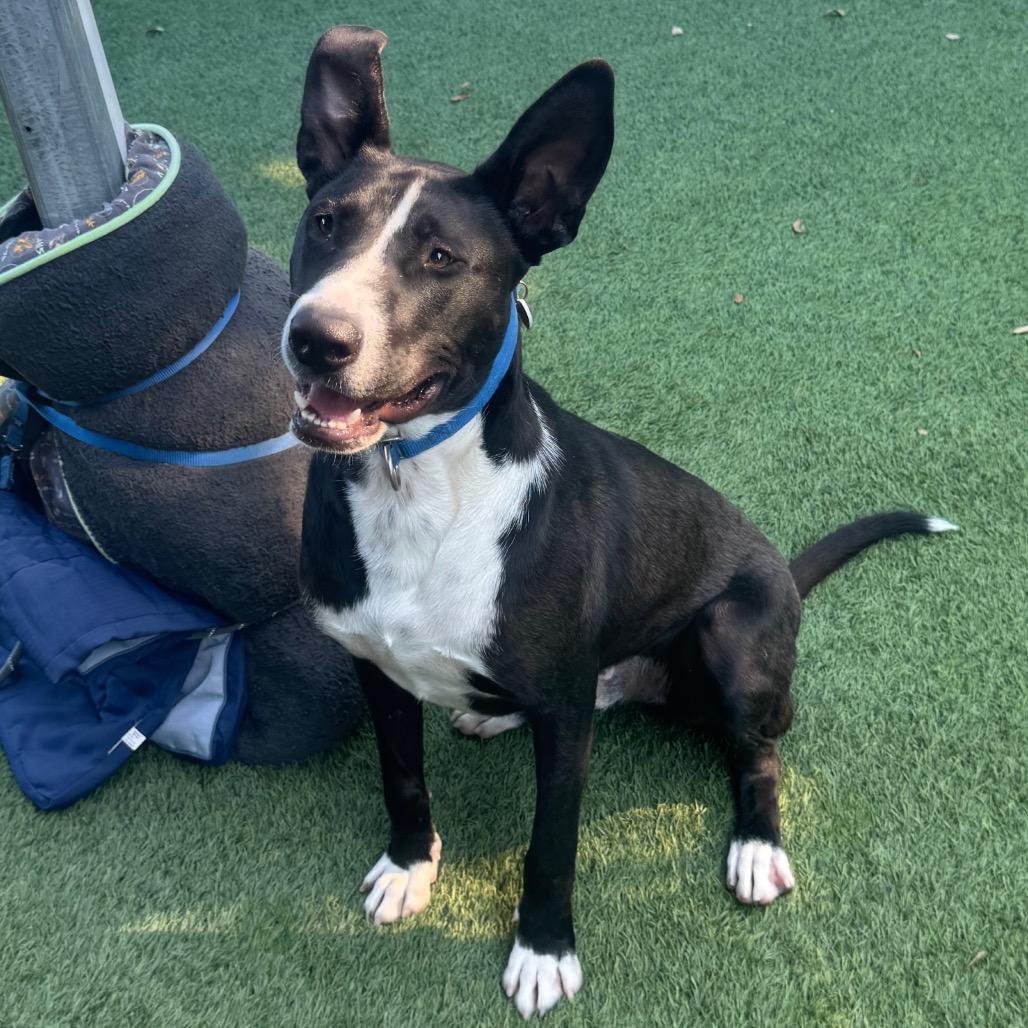 Lenny A2181864, a Adoptable Pit Bull Terrier in Mission Hills, CA image 2/6