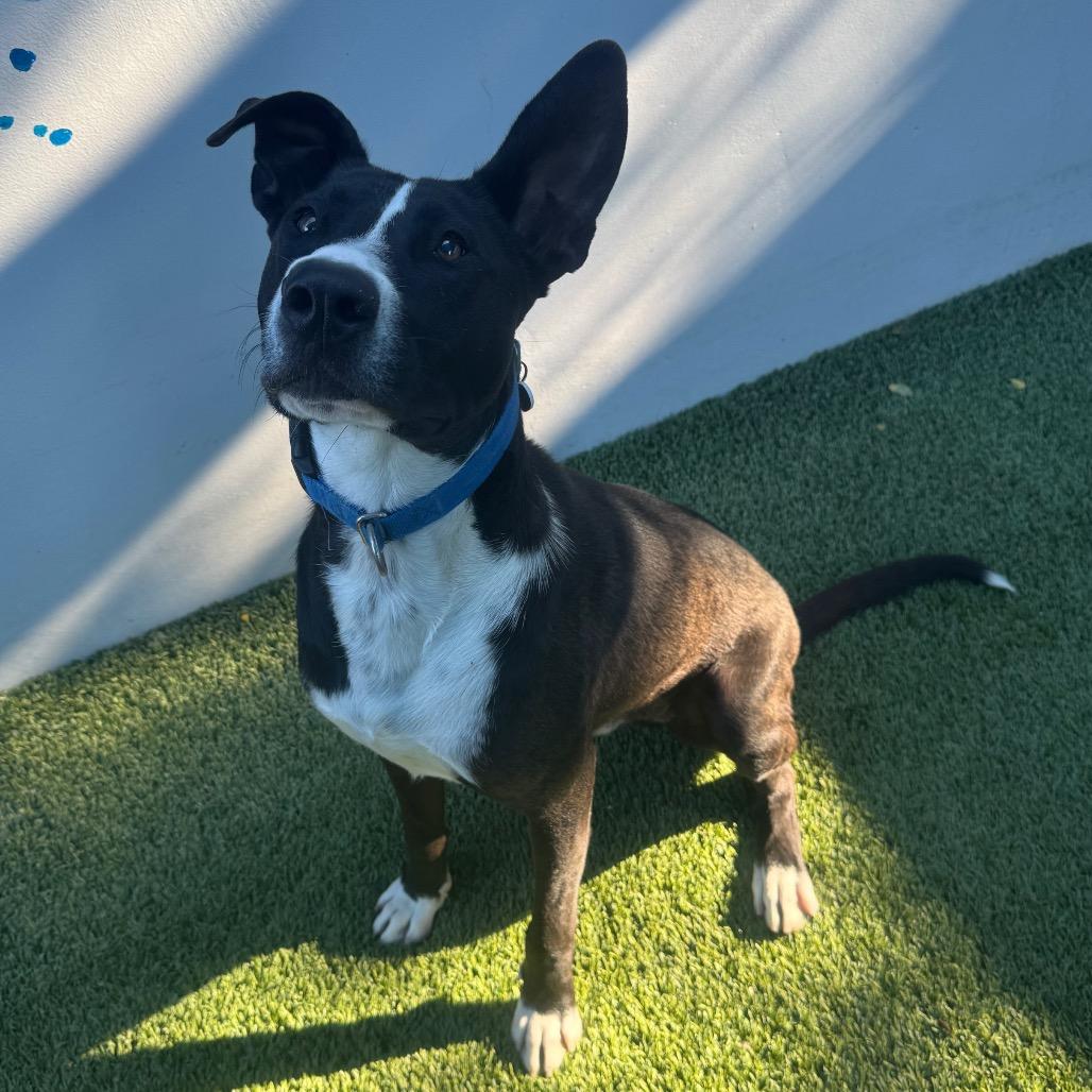Lenny A2181864, a Adoptable Pit Bull Terrier in Mission Hills, CA image 3/6