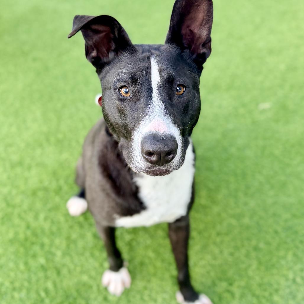 Lenny A2181864, a Adoptable Pit Bull Terrier in Mission Hills, CA image 5/6