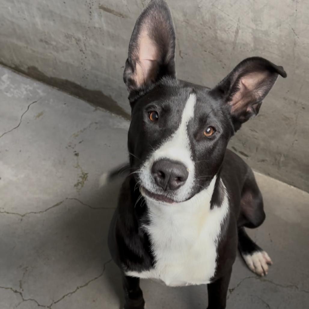 Lenny A2181864, a Adoptable Pit Bull Terrier in Mission Hills, CA image 6/6