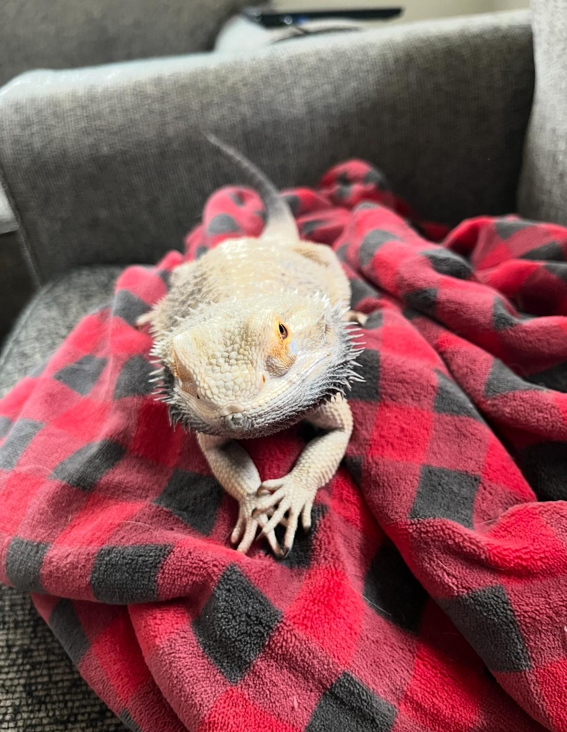 Houdini, Adopted, Adult Male Bearded Dragon.