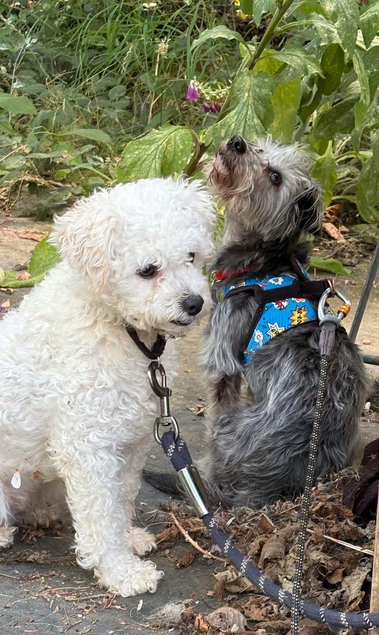 Maggie, an adopted mixed breed in Portland, OR image 6/6