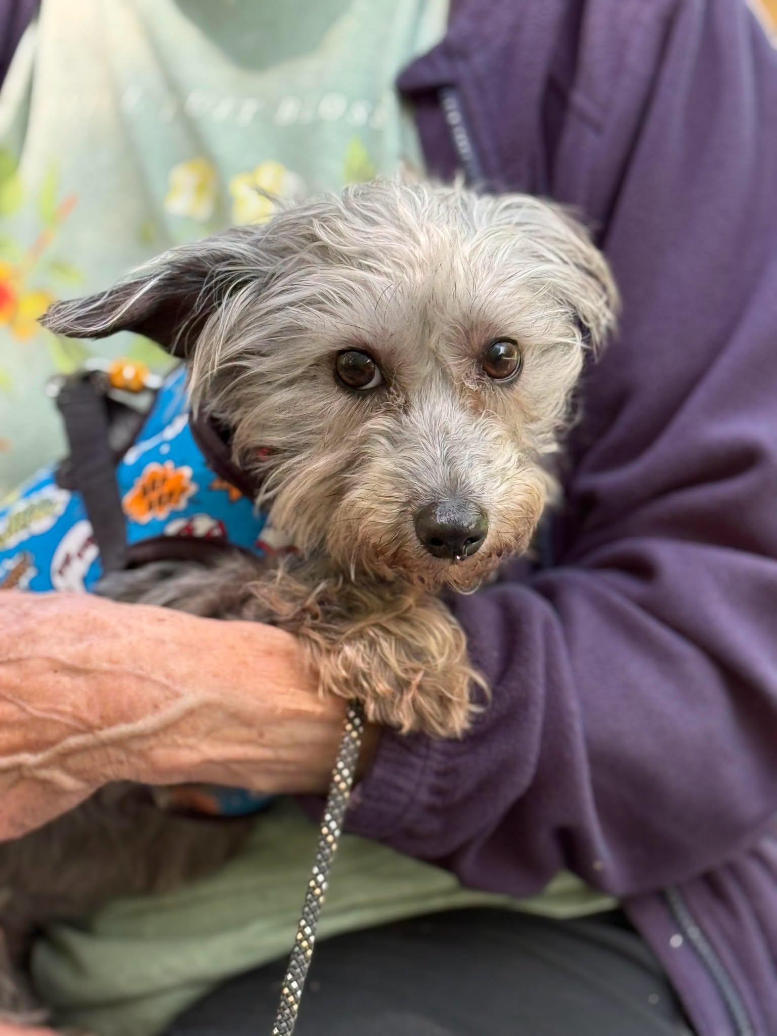 Maggie, an adopted mixed breed in Portland, OR image 3/6