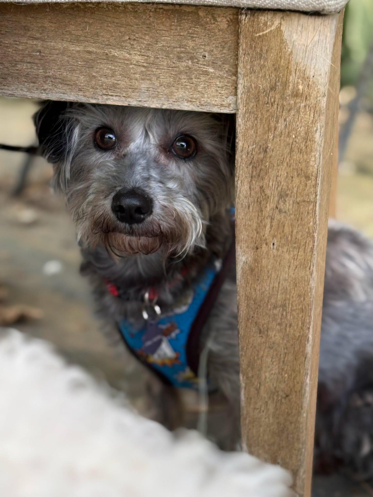Maggie, adopted, Adult Female Yorkshire Terrier.