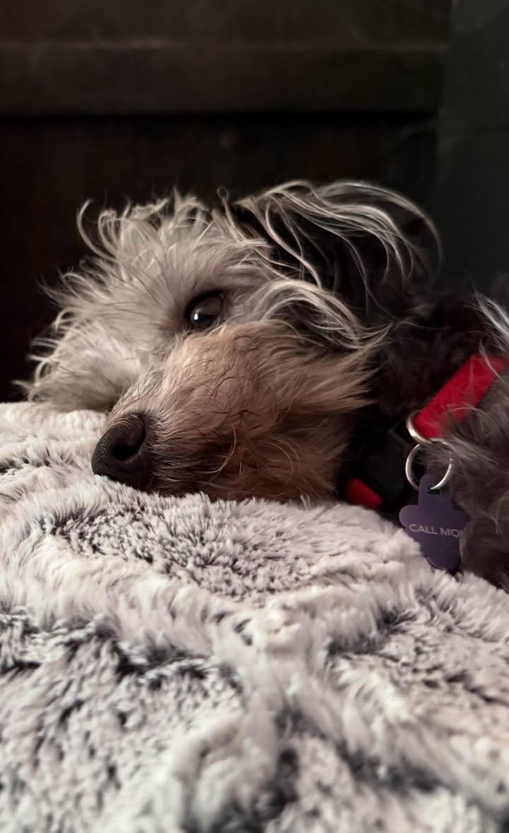Maggie, an adopted mixed breed in Portland, OR image 5/6