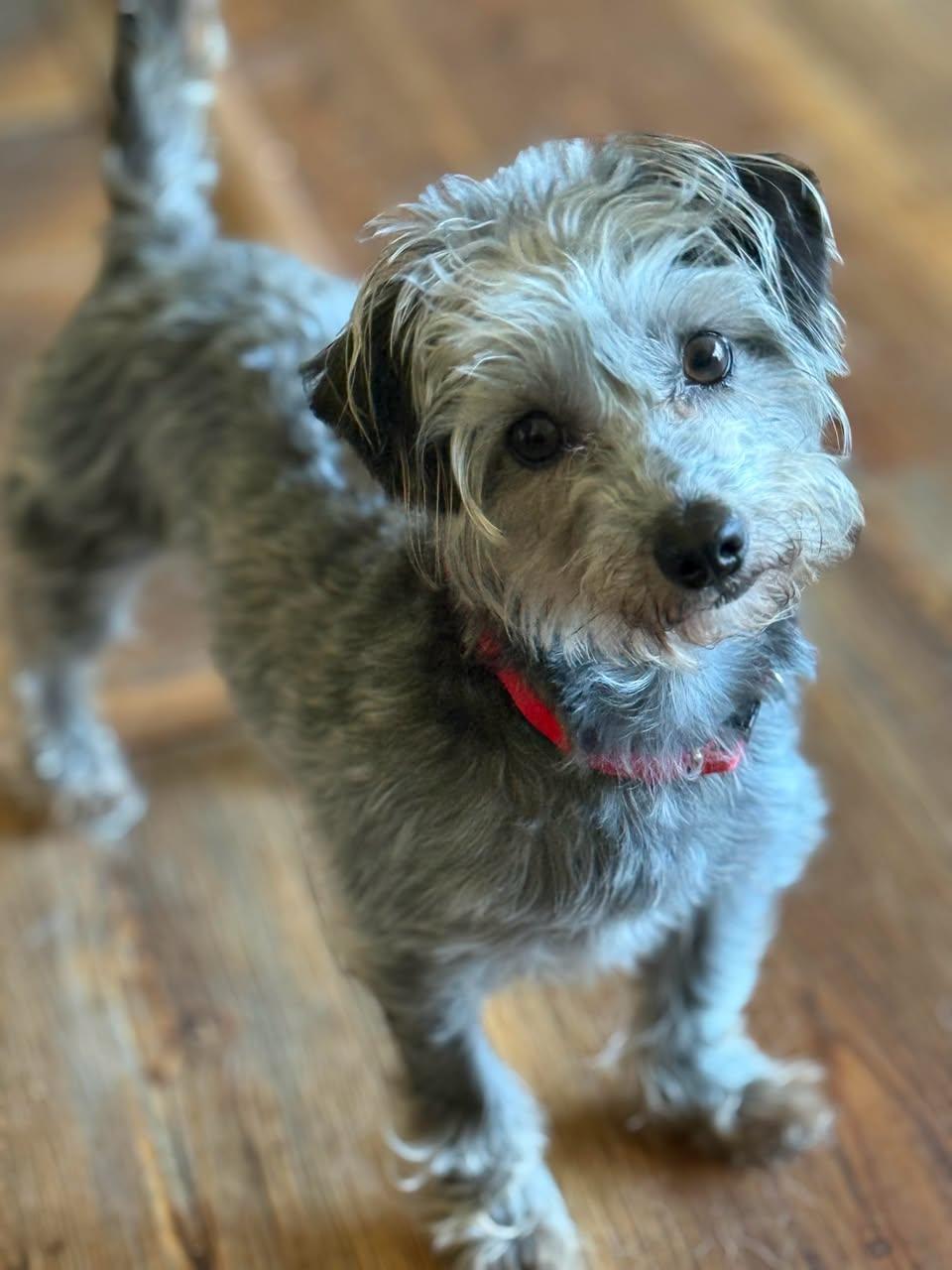 Maggie, an adopted mixed breed in Portland, OR image 4/6