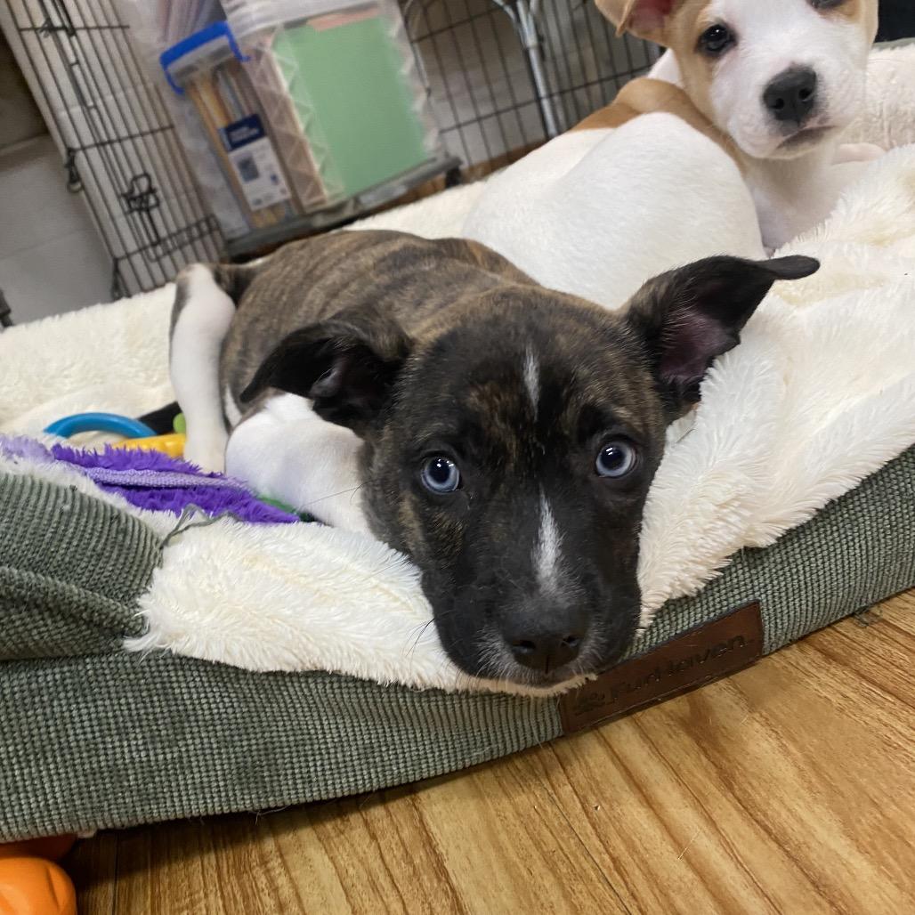 Enlarge Pilot, a Adoptable mixed breed in Grand Junction, CO image 1/1