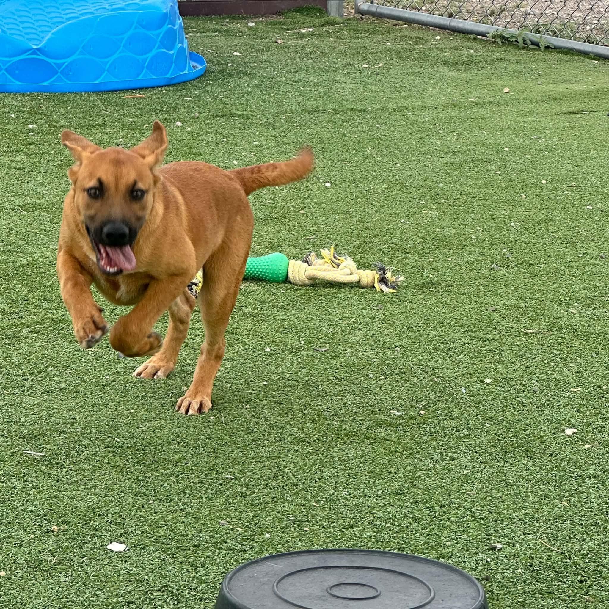 Enlarge Homer, a Adoptable mixed breed in Truth or Consequences , NM image 3/6