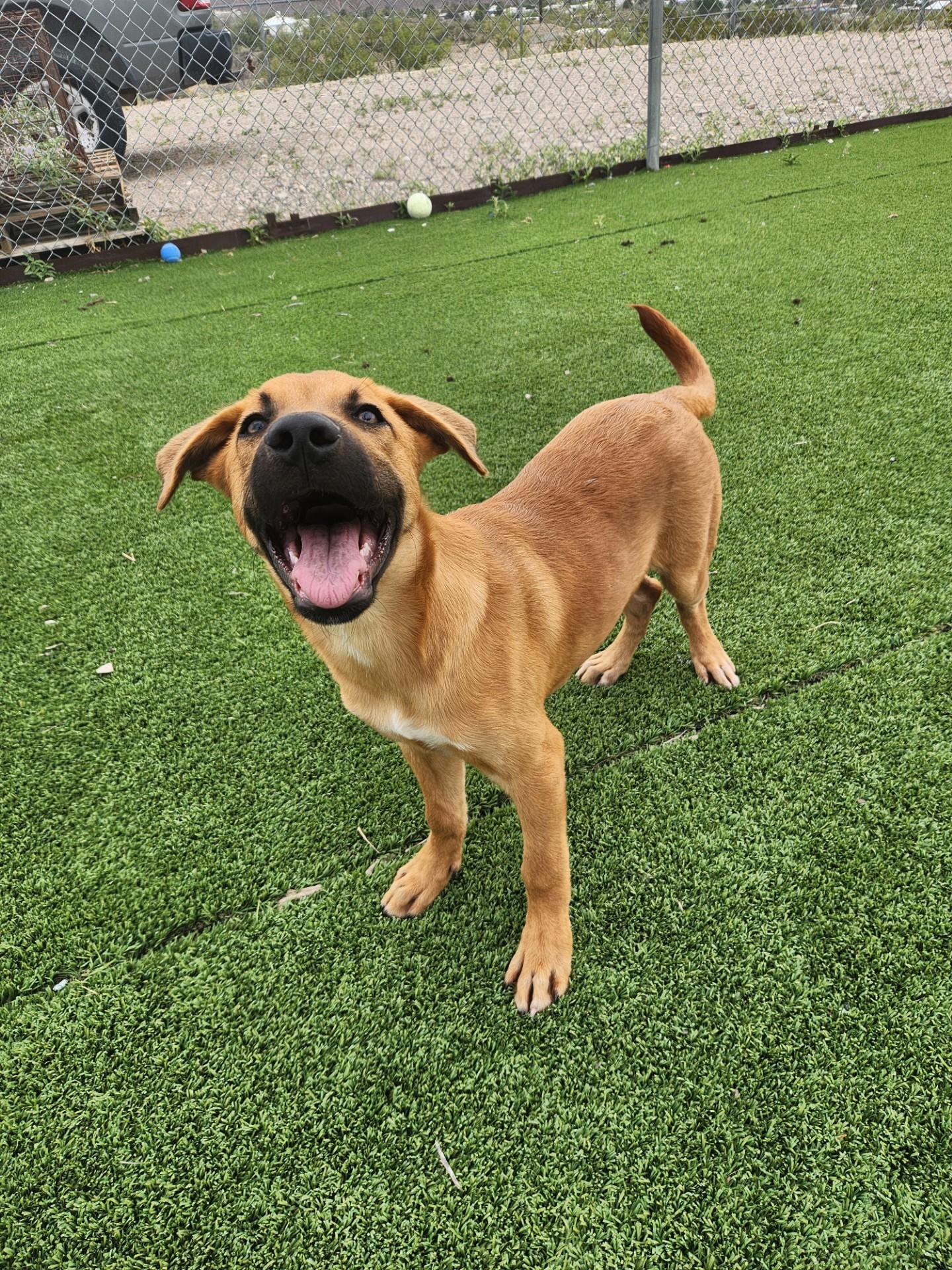 Enlarge Homer, a Adoptable mixed breed in Truth or Consequences , NM image 5/6
