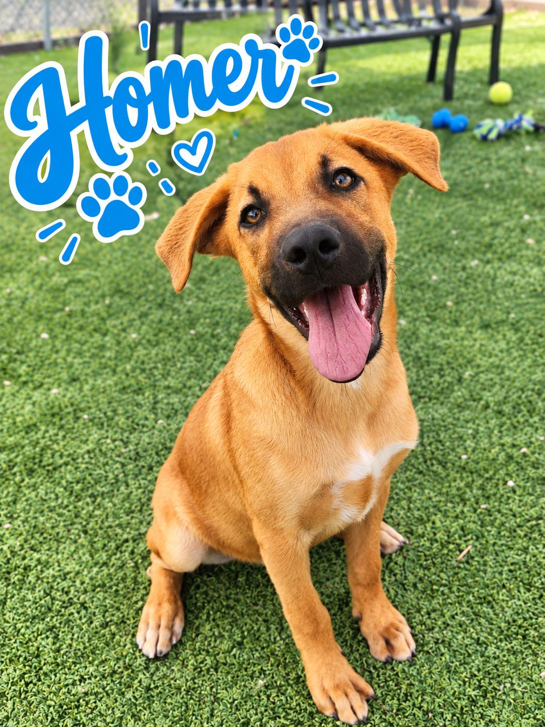 Homer, Adoptable, Puppy Male Shepherd.