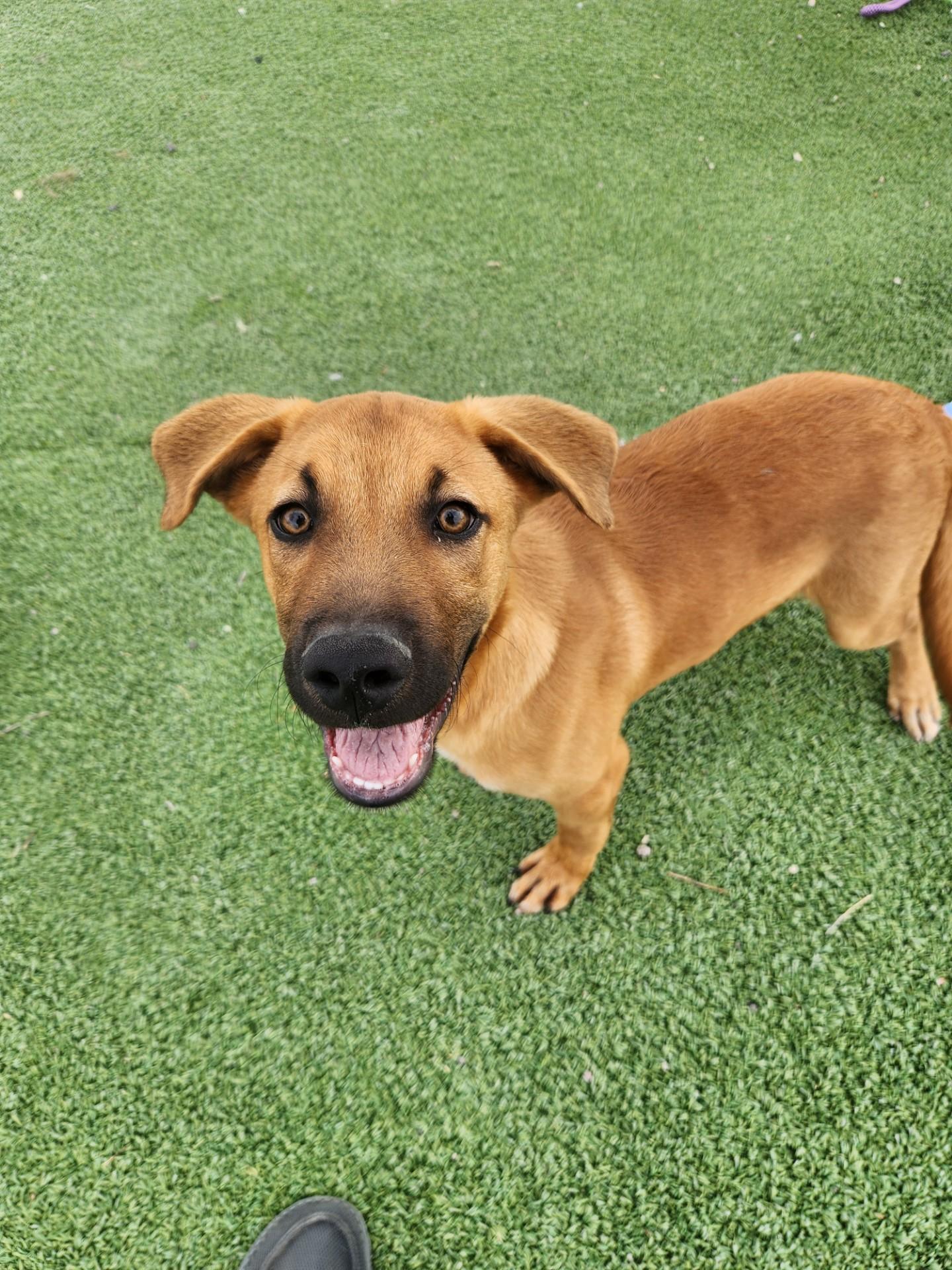 Enlarge Homer, a Adoptable mixed breed in Truth or Consequences , NM image 6/6