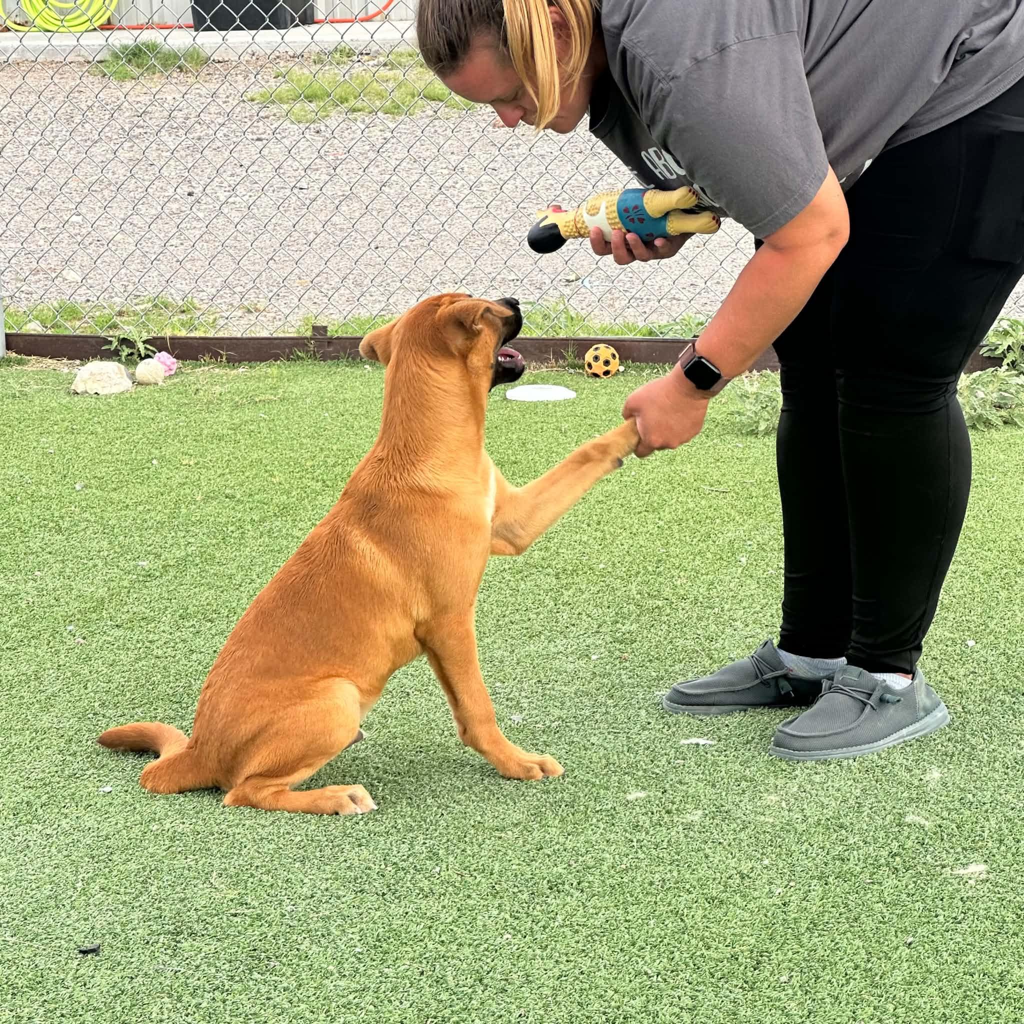 Enlarge Homer, a Adoptable mixed breed in Truth or Consequences , NM image 4/6