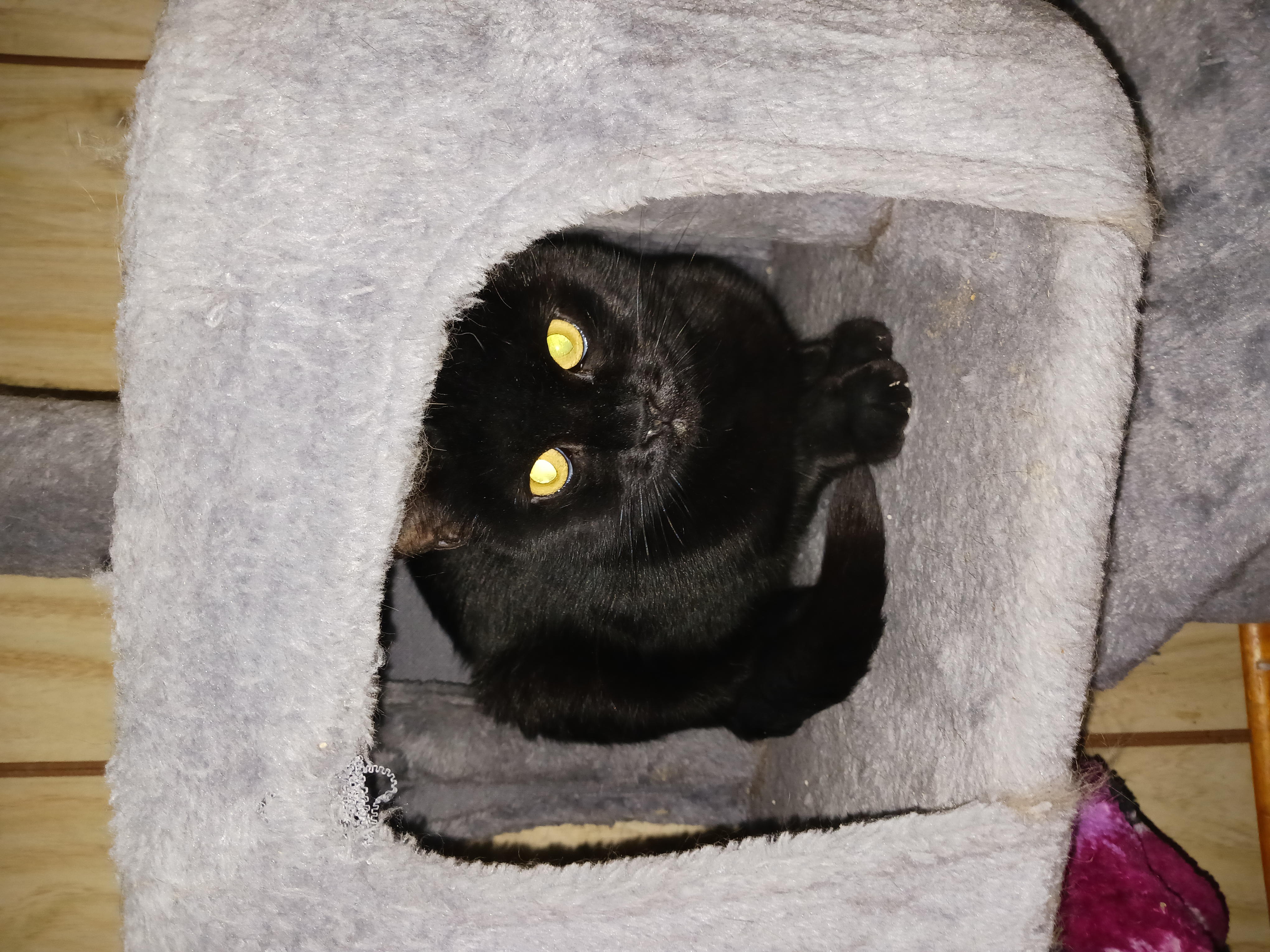 Frosty, a Adoptable Domestic Short Hair in Nanticoke, PA image 3/4