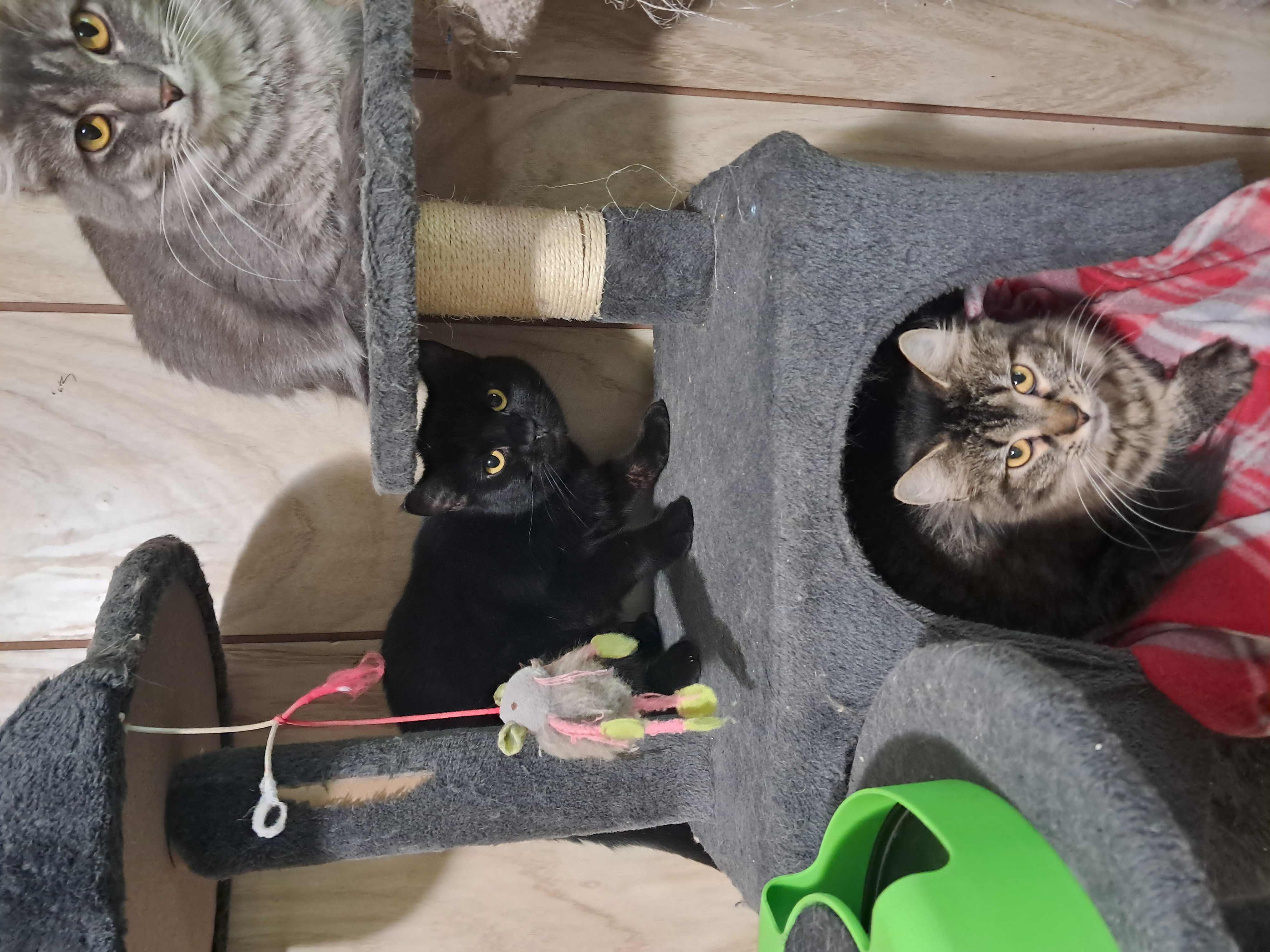 Frosty, a Adoptable Domestic Short Hair in Nanticoke, PA image 4/4