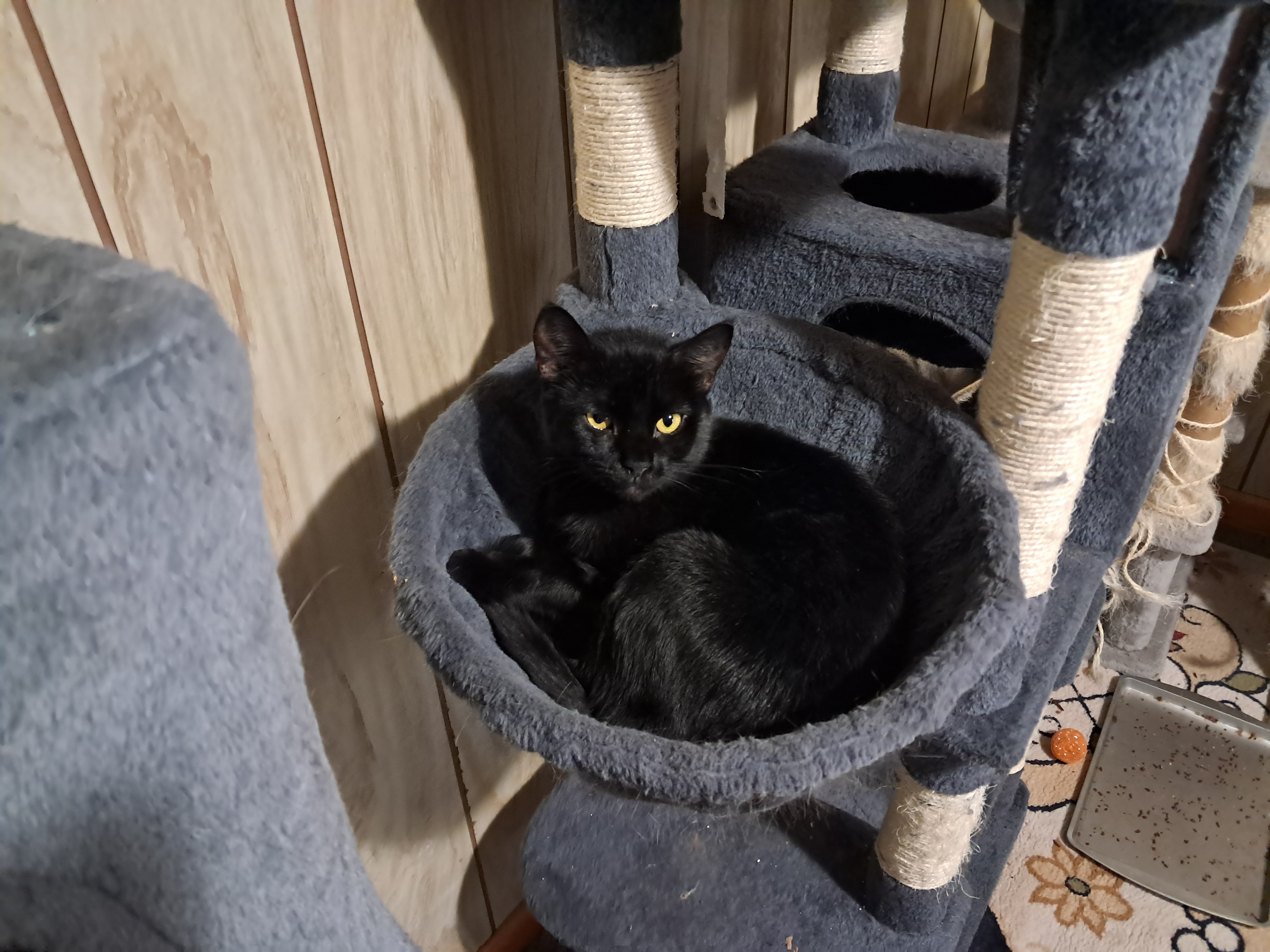 Frosty, Adoptable, Adult Male Domestic Short Hair.