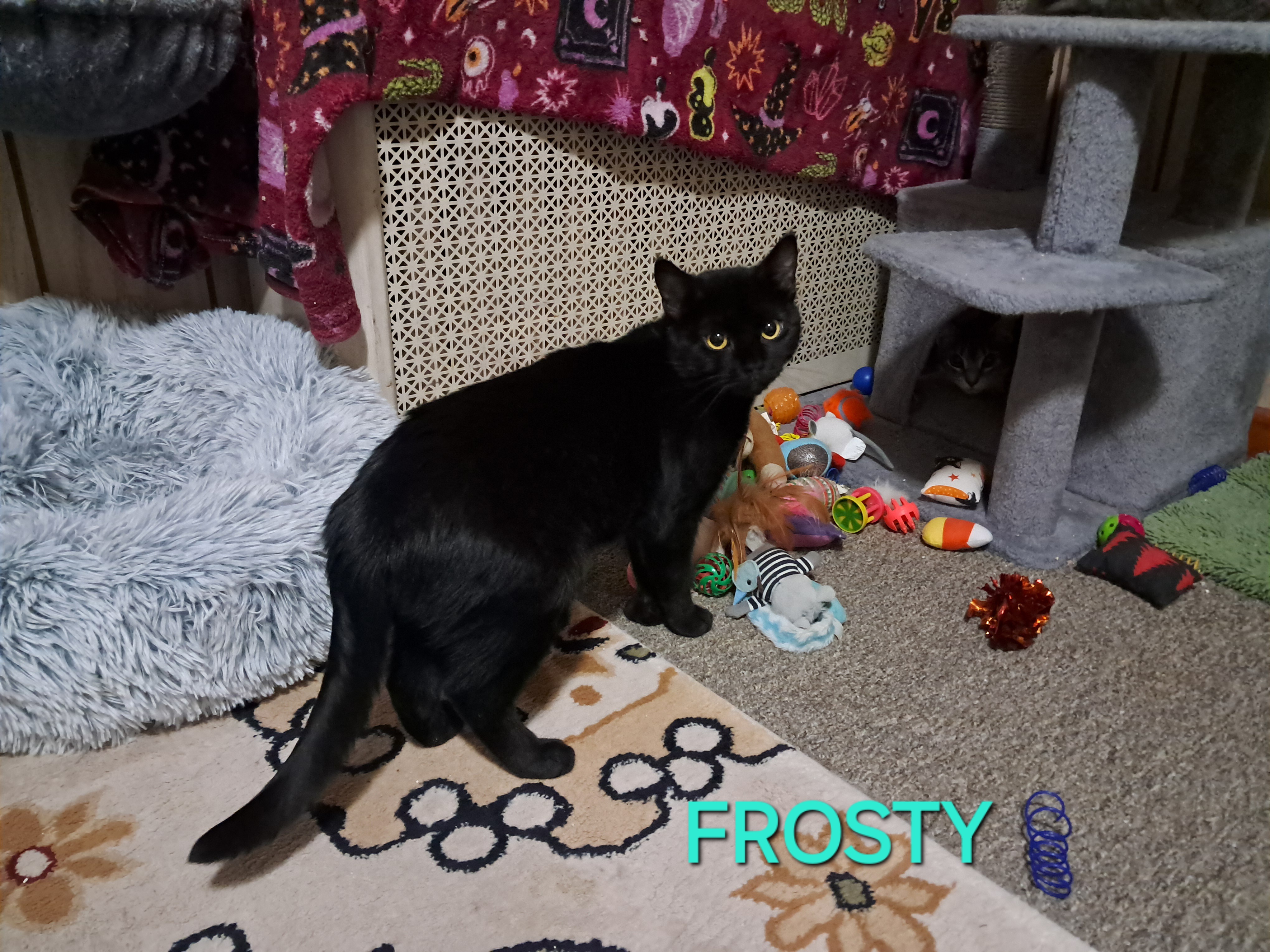 Frosty, a Adoptable Domestic Short Hair in Nanticoke, PA image 2/4