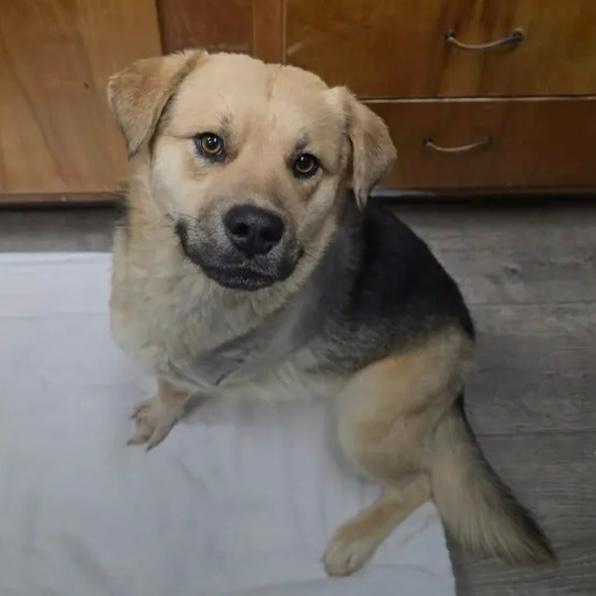 Stumpy, a Adopted Shepherd in Westminster, MD image 1/2