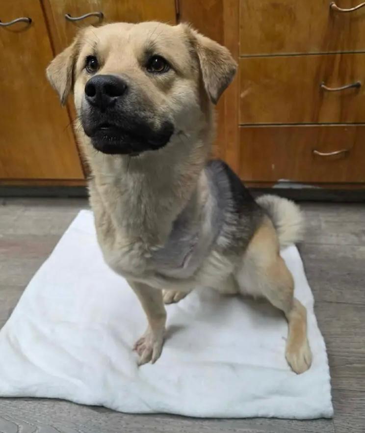 Stumpy, a Adopted Shepherd in Westminster, MD image 2/2
