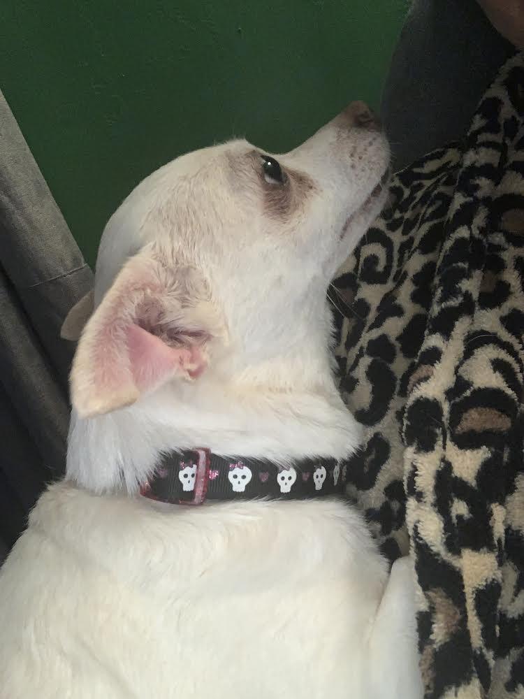 Renesme (bonded to Jasper), Adoptable, Senior Female Chihuahua & Jack Russell Terrier.