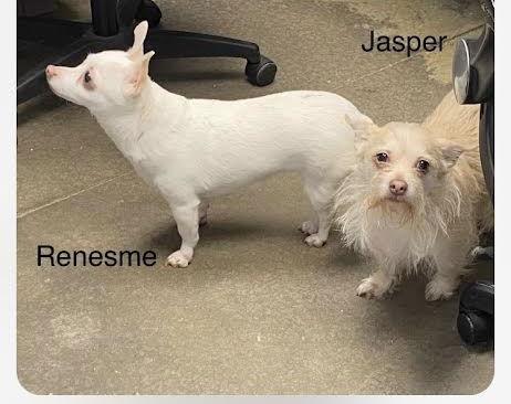 Renesme (bonded to Jasper), a Adoptable mixed breed in Newport, KY image 3/3