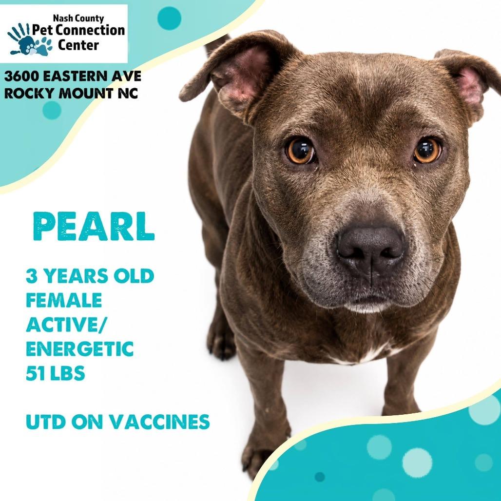 PEARL Available NOW - ADOPTION or RESCUE!, Adoptable, Adult Female Mixed Breed.