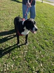 Sampson photo 1