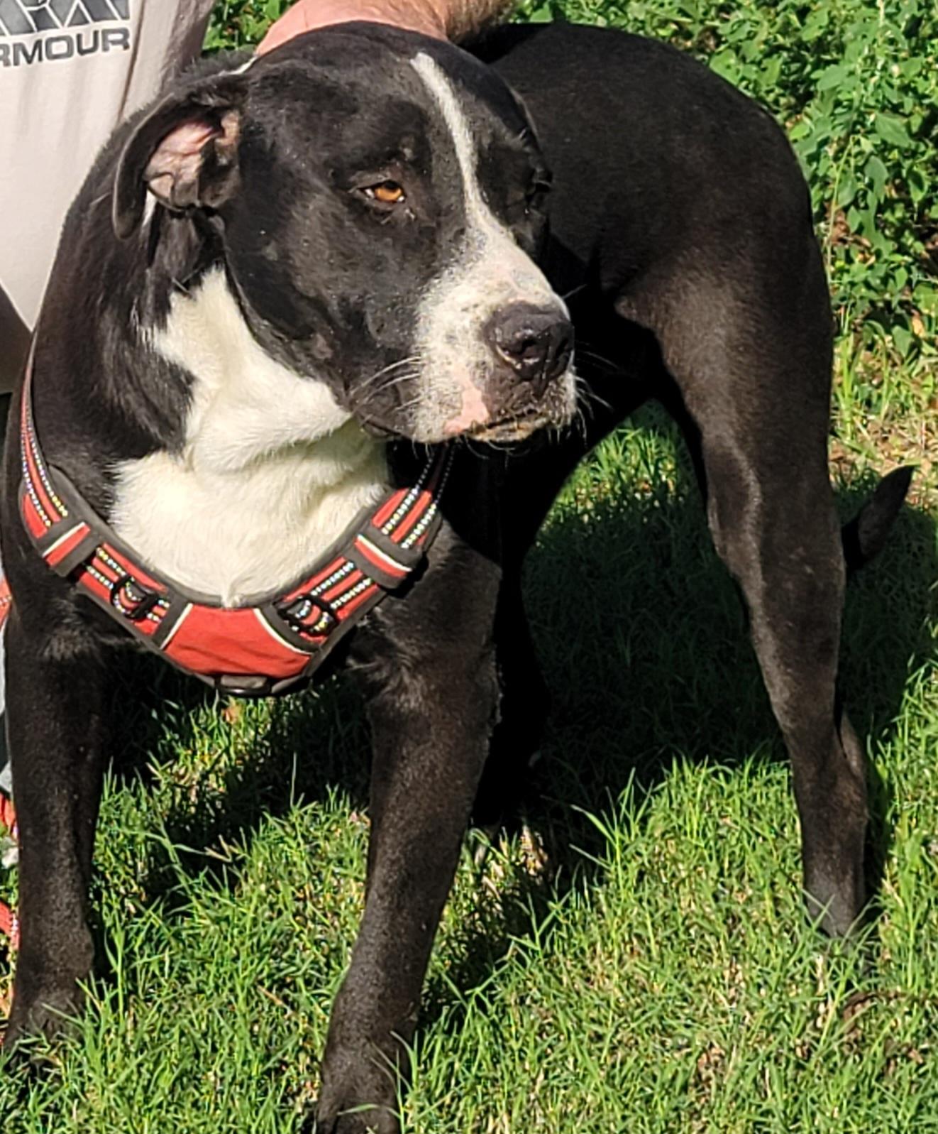 Sampson, a Adoptable mixed breed in White Settlement, TX image 2/3